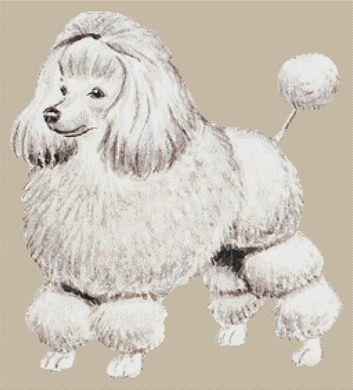 (image for) Poodle #000-317